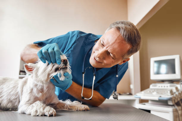  Difficult Run, VA Emergency Dentist Pros